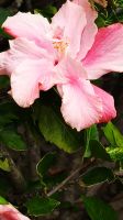 Funchal: Botanischer Garten &ndash; &copy; Inge Bily (Eberhardt TRAVEL)
