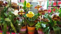 Funchal: Markthalle &ndash; &copy; Inge Bily (Eberhardt TRAVEL)