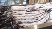 Funchal: Markthalle: Espada/Degenfisch &ndash; &copy; Inge Bily (Eberhardt TRAVEL)