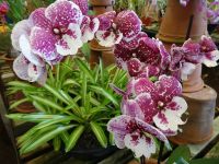 Funchal - Orchideengarten &ndash; &copy; Hans-Joachim Trutz (Eberhardt TRAVEL)