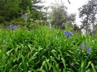 Blandys Garten - Agapanthus &ndash; &copy; Hans-Joachim Trutz (Eberhardt TRAVEL)