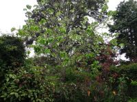 Blandys Garten - Taschentuchbaum &ndash; &copy; Hans-Joachim Trutz (Eberhardt TRAVEL)