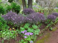 Blandys Garten - Madeira Storchschnabel &ndash; &copy; Hans-Joachim Trutz (Eberhardt TRAVEL)