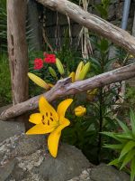 Gelbe Lilie &ndash; &copy; Natalie Hady (Eberhardt TRAVEL)