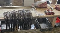 Degenfisch.jpg