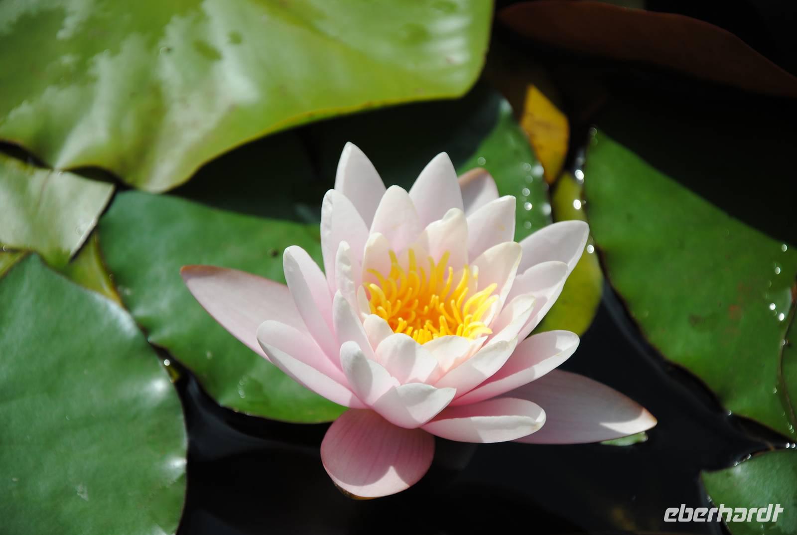 Seerose &ndash; &copy; Philipp Schmitz (Eberhardt TRAVEL)