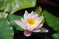 Seerose &ndash; &copy; Philipp Schmitz (Eberhardt TRAVEL)