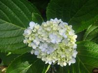 Hortensien &ndash; &copy; Astrid Janke (Eberhardt TRAVEL)