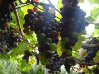 Weinrebe &ndash; &copy; Astrid Janke (Eberhardt TRAVEL)