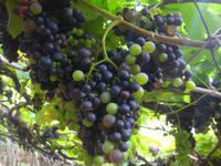 Weinrebe &ndash; &copy; Astrid Janke (Eberhardt TRAVEL)
