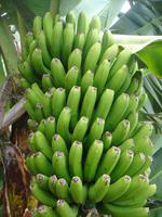 Bananenbaum &ndash; &copy; Astrid Janke (Eberhardt TRAVEL)