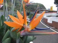 Eine Strelitzie &ndash; &copy; Steve Weinert (Eberhardt TRAVEL)