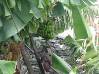 079 Bananenstaude &ndash; &copy; Ngoc Anh Nguyen (Eberhardt TRAVEL)