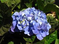 Hortensia &ndash; &copy; Maria Goetz (Eberhardt TRAVEL)