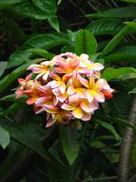 Frangipani &ndash; &copy; Maria Goetz (Eberhardt TRAVEL)