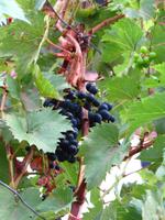 Kurz vor der Weinlese &ndash; &copy; Maria Goetz (Eberhardt TRAVEL)