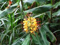 Girlandenblume &ndash; &copy; Maria Goetz (Eberhardt TRAVEL)