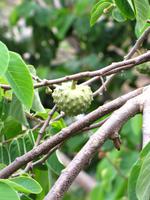 Anona-Apfel &ndash; &copy; Maria Goetz (Eberhardt TRAVEL)