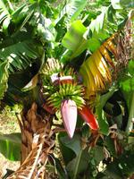 Bananenpflanze &ndash; &copy; Maria Goetz (Eberhardt TRAVEL)