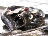 Degenfisch &ndash; &copy; Maria Goetz (Eberhardt TRAVEL)
