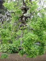 Anwesen der Familie Blandy - Schnurrbaum aus Japan &ndash; &copy; Hans-Joachim Trutz (Eberhardt TRAVEL)