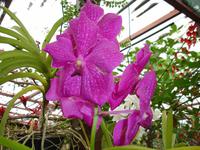 im Orchideen-Garten 
