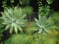 Funchal - Botanischer Garten &ndash; &copy; Hans-Joachim Trutz (Eberhardt TRAVEL)