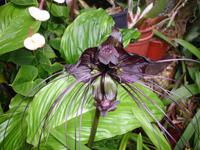 im Orchideen-Garten 