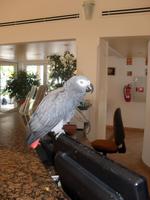 Hotel-Papagei Rita &ndash; &copy; Tina Bartsch (Eberhardt TRAVEL)