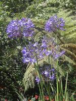 Agapanthus &ndash; &copy; Tina Bartsch (Eberhardt TRAVEL)