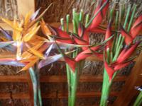 Estrelicia &ndash; &copy; Tina Bartsch (Eberhardt TRAVEL)