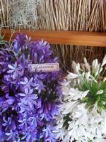 Agapanthus &ndash; &copy; Tina Bartsch (Eberhardt TRAVEL)