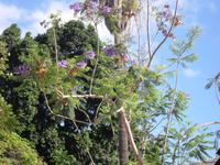Jacaranda &ndash; &copy; Tina Bartsch (Eberhardt TRAVEL)