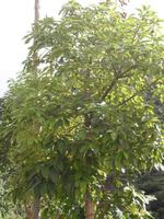 Avocado-Baum (Rote Früchte) &ndash; &copy; Tina Bartsch (Eberhardt TRAVEL)