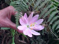 Bananen-Passionsblume &ndash; &copy; Tina Bartsch (Eberhardt TRAVEL)