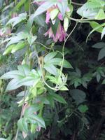 Bananen-Passionsblume &ndash; &copy; Tina Bartsch (Eberhardt TRAVEL)