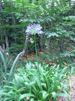 Agapanthus &ndash; &copy; Tina Bartsch (Eberhardt TRAVEL)