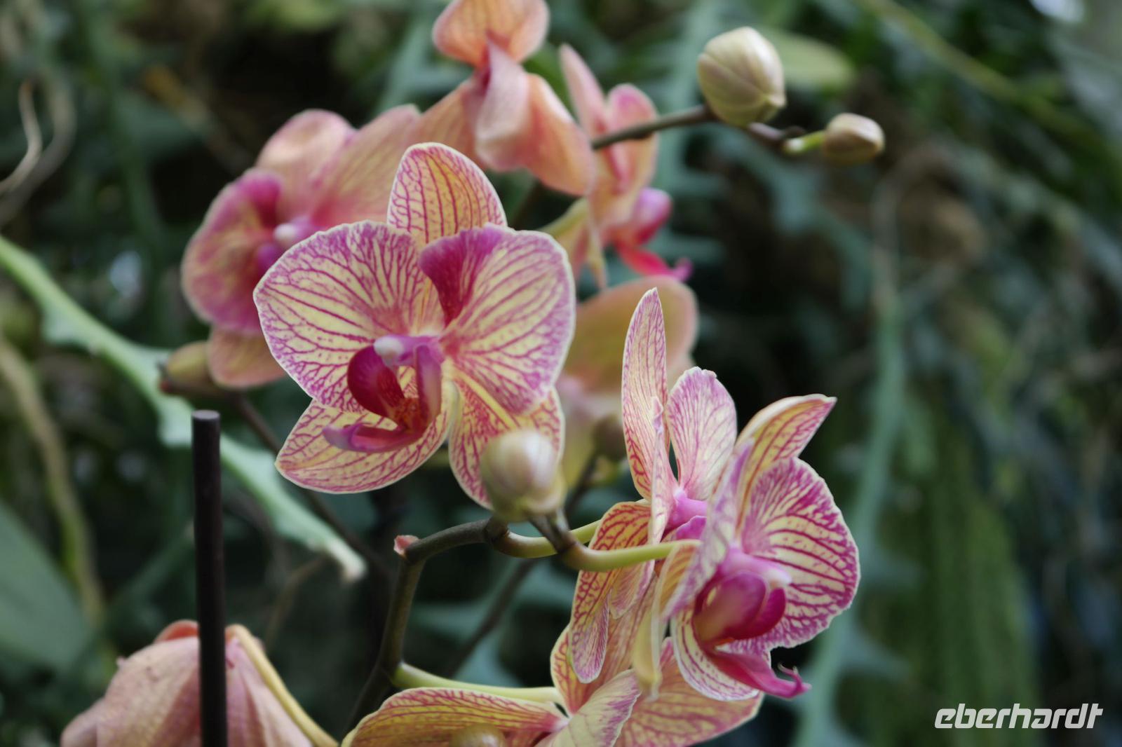 Orchideen-Blüte &ndash; &copy; Detlef May (Eberhardt TRAVEL)