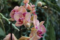 Orchideen-Blüte &ndash; &copy; Detlef May (Eberhardt TRAVEL)