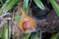 kleine Orchideenblüte &ndash; &copy; Detlef May (Eberhardt TRAVEL)