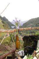 Afrikanische Liebesblume &ndash; &copy; Gunter Looß (Eberhardt TRAVEL)