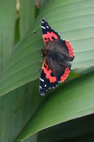 Schmetterling auf einem Bananenblatt &ndash; &copy; Gunter Looß (Eberhardt TRAVEL)