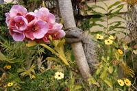 Pregetter’s Orchideengarten Funchal &ndash; &copy; Gunter Looß (Eberhardt TRAVEL)
