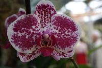 Orchidee &ndash; &copy; Detlef May (Eberhardt TRAVEL)