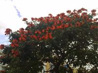 Auch in der Stadt ist die außergewöhnliche Flora der Insel allgegenwärtig &ndash; &copy; Lydia Gräbner (Eberhardt TRAVEL)