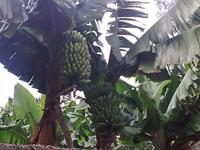 Bananen &ndash; &copy; Lydia Gräbner (Eberhardt TRAVEL)