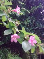 Einzigartige Flora