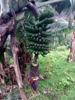 Bananen &ndash; &copy; Lydia Gräbner (Eberhardt TRAVEL)