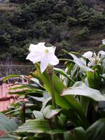 Einzigartige Flora &ndash; &copy; Lydia Gräbner (Eberhardt TRAVEL)