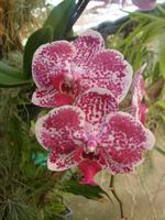 Orchideen im Garden der Familie Pregetter &ndash; &copy; Stephanie John (Eberhardt TRAVEL)